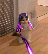 Image result for Reyna Cat Meme