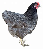 Image result for Blue Australorp Pullets 10 Weeks