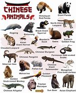 Image result for Chinese Animal Food