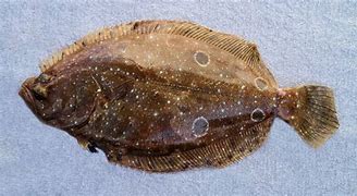 Image result for Arrowtooth Flounder