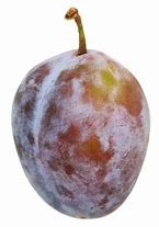 Image result for Elephant Heart Plum