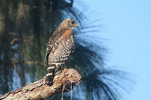 Image result for Bird Hawk Animals