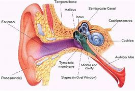 Image result for Ear Canal Diagram