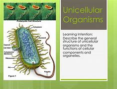 Image result for Unicellular