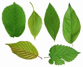 Image result for Free Printable Green Leaves