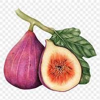 Image result for Fig Fruit Clip Art