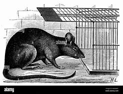 Image result for Rat Trap Book