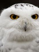 Image result for Snow Owl Sigil