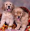 Image result for Thanksgiving Pug Puppy Wallpaper