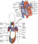 Image result for Vertebrate Circulatory System