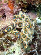 Image result for sea animals venomous