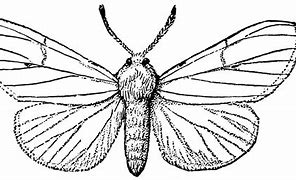 Image result for White Moth ID