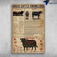 Image result for Angus Cattle