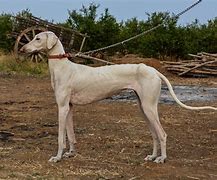 Image result for Peper Dog