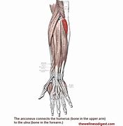 Image result for Anconeus Muscle