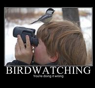 Image result for Bird Watch Meme