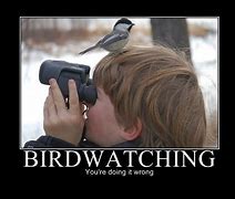 Image result for Bird Watch Meme