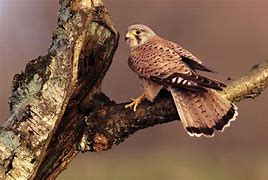 Image result for Eurasian Kestrel Female