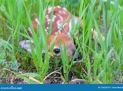 Image result for Newborn Deer Fawn