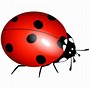 Image result for Ladybug Insect