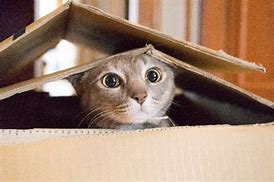 Image result for Silly Cat in Box