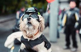 Image result for dog motorcycle helmet safety