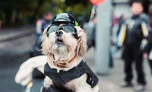 Image result for Dog Motorbike Helmet