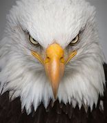 Image result for Eagle Portrait