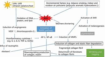 Image result for Atrophic Skin Aging