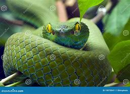 Image result for Aque Green Snake