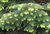 Image result for Dwarf Fir Trees