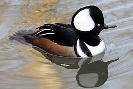 Image result for Winter Merganser