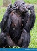 Image result for Chimpanzee Eating Meat