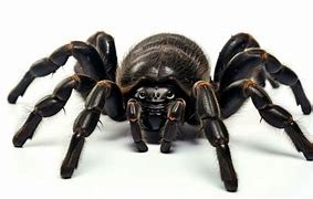 Image result for Trapdoor Spider Cute