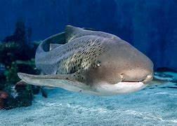 Image result for Aquarium of the Pacific Sharks