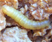 Image result for Indian Rice Moth