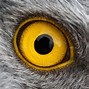 Image result for Blda Eagle Eye