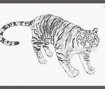 Image result for Outline Tiger Drawings Sketches