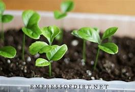 Image result for Figer Lime Citrus Seed Sprouting