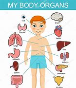 Image result for Plain Human Half Body Cartoon