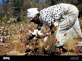 Image result for Black Picking Cotton