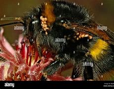 Image result for Wasll Mites