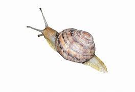 Image result for Cute Aesthetic Snail Transparent