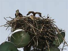 Image result for Osprey Male vs Female