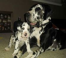 Image result for Great Dane Puppied