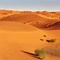 Image result for Sahara Desert Oasis Plants