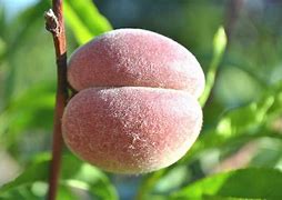 Image result for Peach Tree Blight