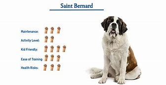 Image result for Giant St. Bernard Dogs