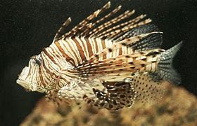 Image result for Lionfish Range