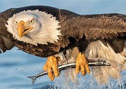 Image result for Eagle Catching Fish